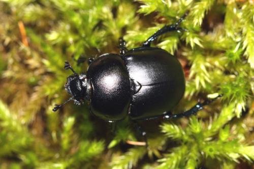 Réf. 33 611 : Trypocopris alpinus
