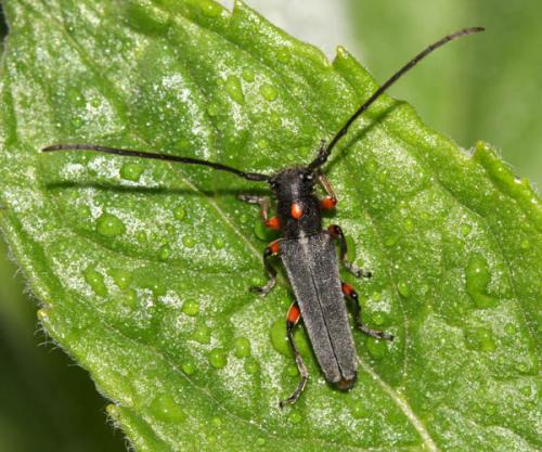 Phytoecia virgula