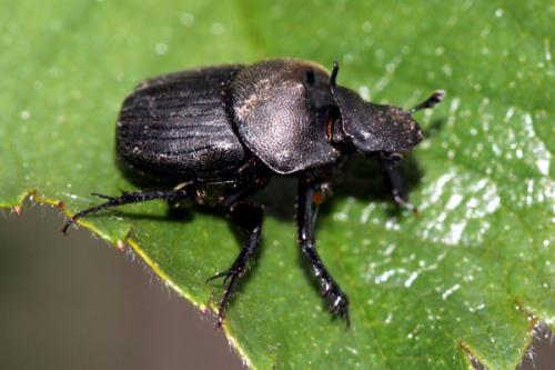 Onthophagus verticicornis
