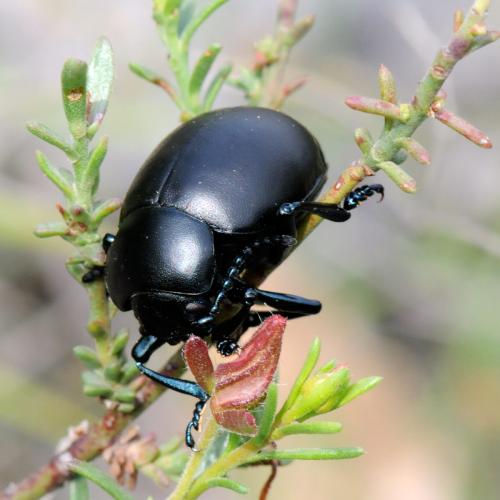 Timarcha tenebricosa
