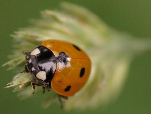 Coccinella septempunctata