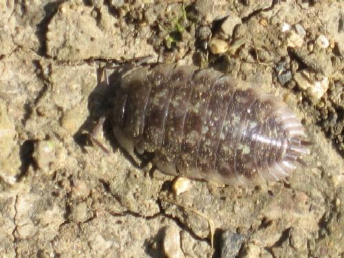 Oniscus asellus