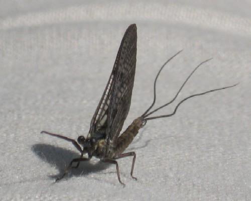Ephemera vulgata