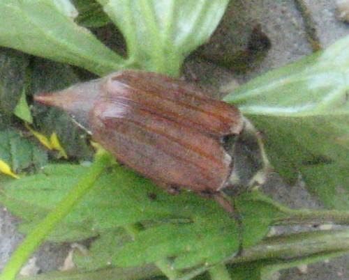 Melolontha melolontha