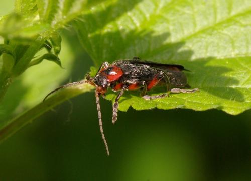 Cantharis rustica