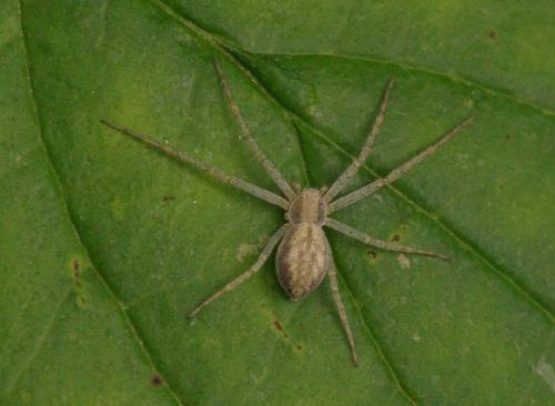 Philodromus sp.