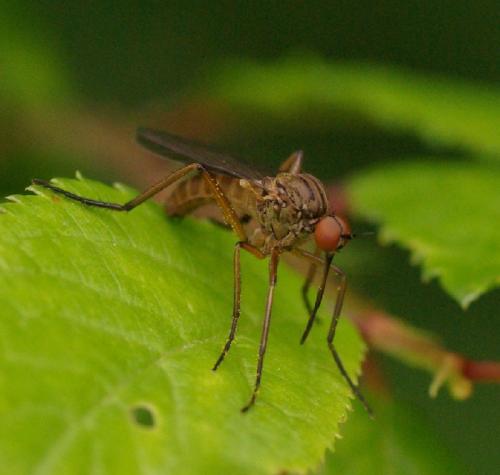 Empis livida