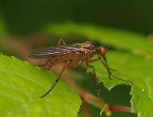 Empis sp.