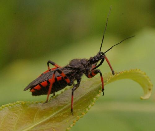 Rhynocoris annulatus