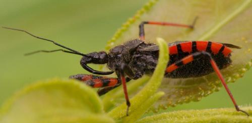 Réf. 33 068 : Rhynocoris annulatus