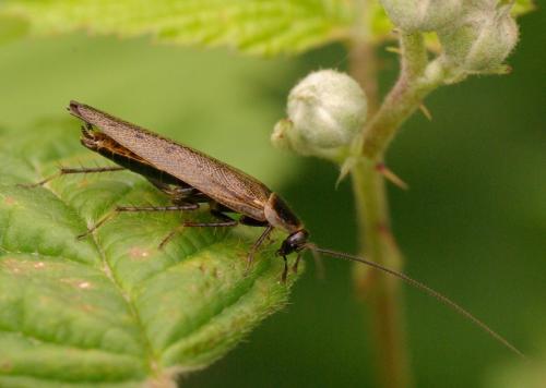 Réf. 33 083 : Ectobius lapponicus