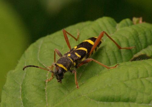 Clytus arietis