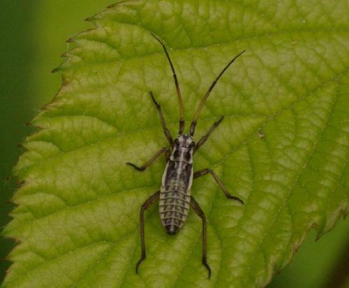 Leptopterna dolabrata