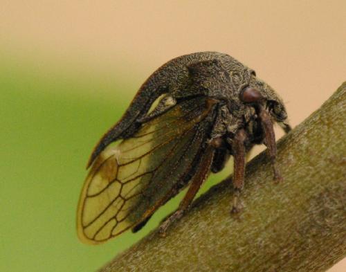 Réf. 33 040 : Centrotus cornutus