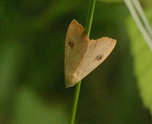 Réf. 33 115 : Rivula sericealis