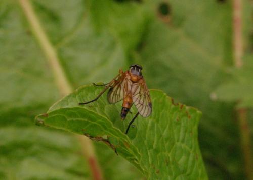 Rhagio immaculatus