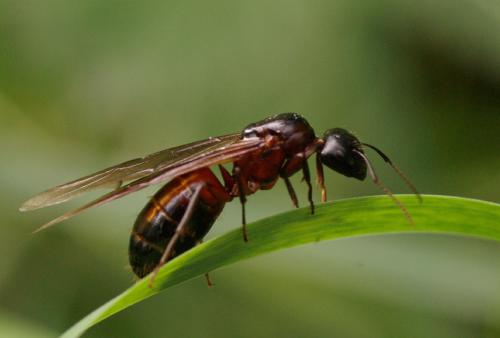 Camponotus ligniperda
