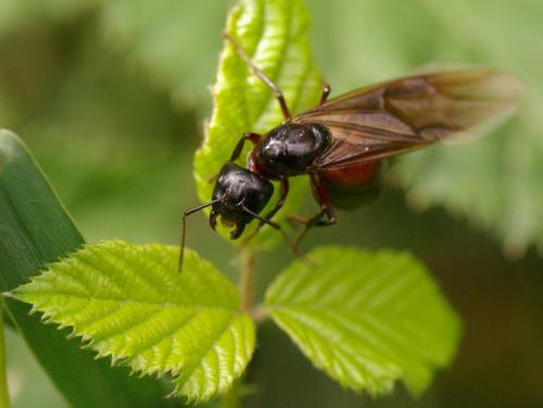 Camponotus ligniperda