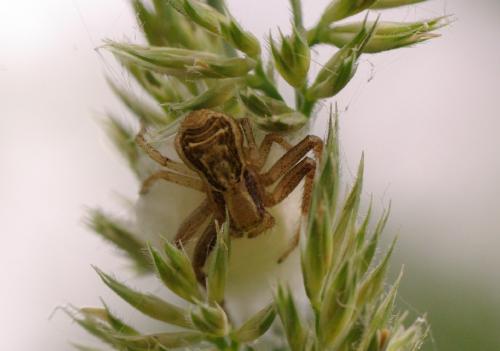 Xysticus sp.