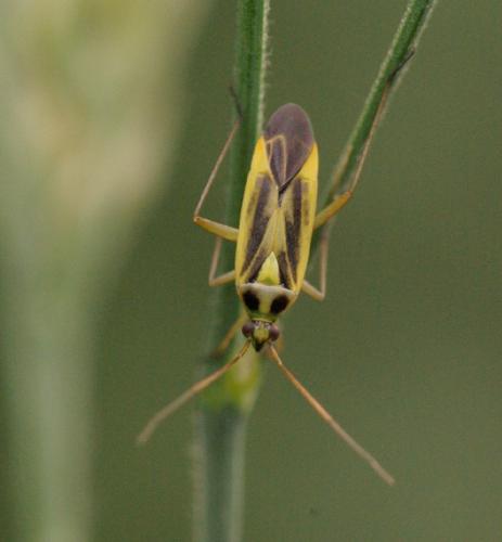 Stenotus binotatus