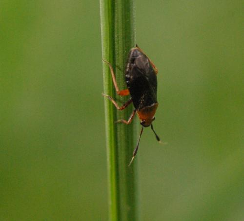 Réf. 33 184 : Capsus ater