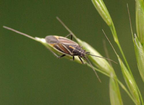 Horistus orientalis