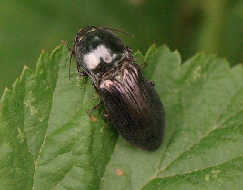 Réf. 33 266 : Selatosomus aeneus