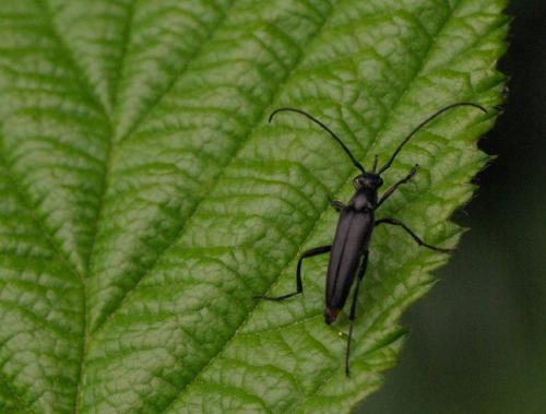 Rutpela nigra