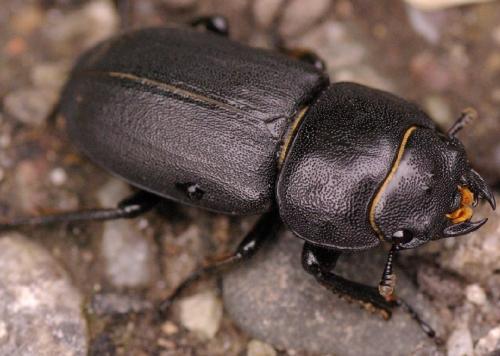 Réf. 33 294 : Dorcus parallelipipedus