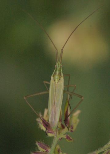 Réf. 33 997 : Megaloceroea recticornis