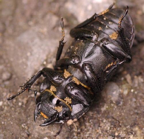 Réf. 33 295 : Dorcus parallelipipedus