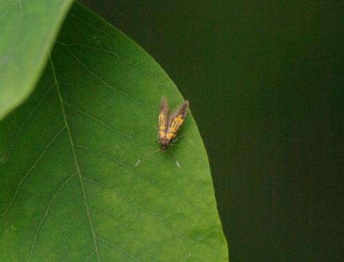 Schiffermuelleria schaefferella