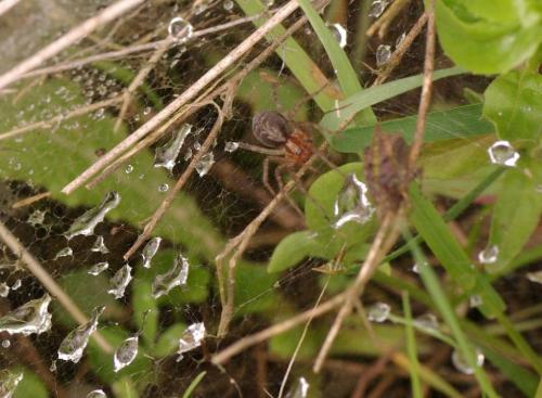 Agelena sp.