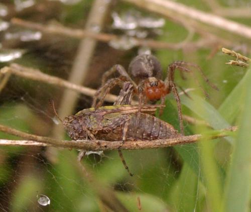 Agelena sp.