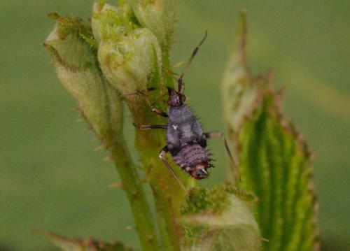 Réf. 33 352 : Deraeocoris ruber