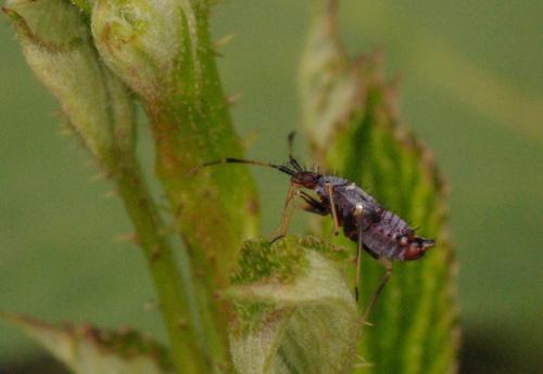 Réf. 33 353 : Deraeocoris ruber