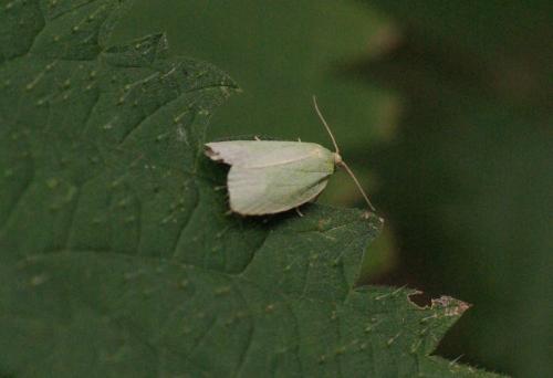 Réf. 33 512 : Tortrix viridana