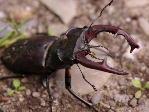 Lucanus cervus