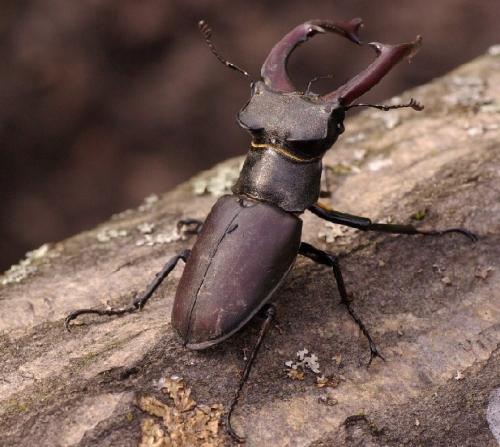 Réf. 33 568 : Lucanus cervus
