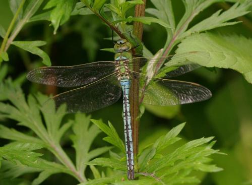 Réf. 33 613 : Anax imperator