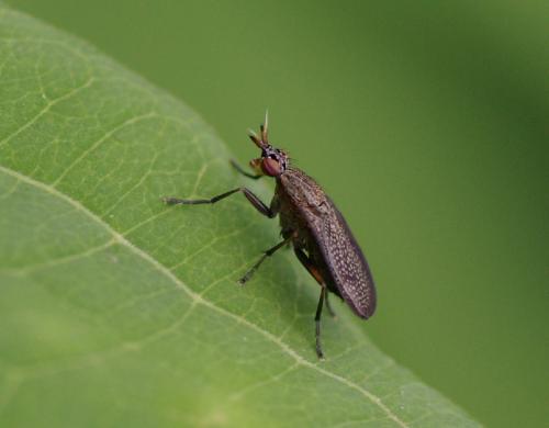 Réf. 33 616 : Coremacera marginata