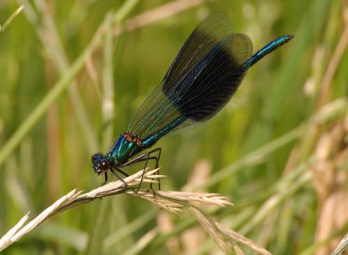 Calopteryx splendens