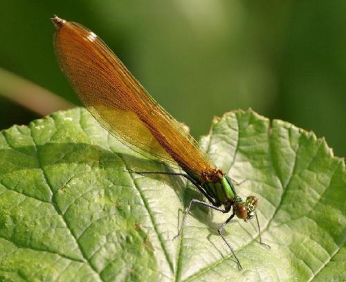 Réf. 33 671 : Calopteryx virgo