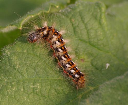 Acronicta rumicis