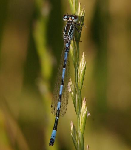 Réf. 33 672 : Coenagrion mercuriale