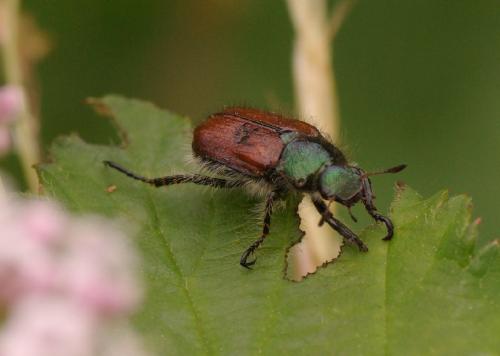 Réf. 33 753 : Phyllopertha horticola