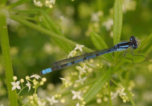 Enallagma cyathigerum