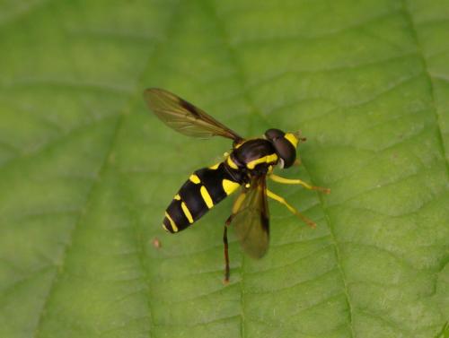 Philhelius pedissequus