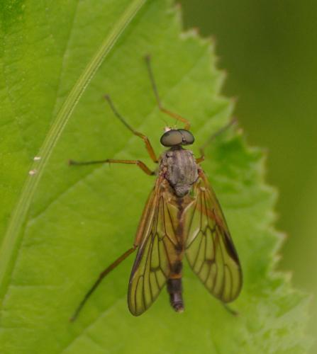 Réf. 33 703 : Rhagio sp.