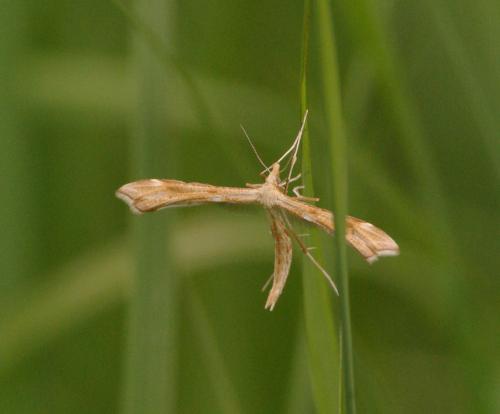 Réf. 33 740 : Gillmeria pallidactyla